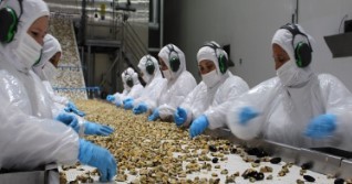 Sernapesca, AmiChile e Intemit buscan fortalecer la trazabilidad de la mitilicultura