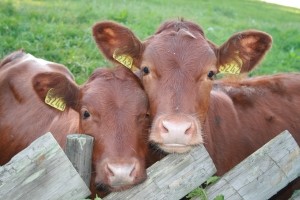 Un estudio revela que el ganado vacuno listo para ir a sacrificio mantiene la calidad de la carne con dietas bajas en materias primas hasta por 60 días