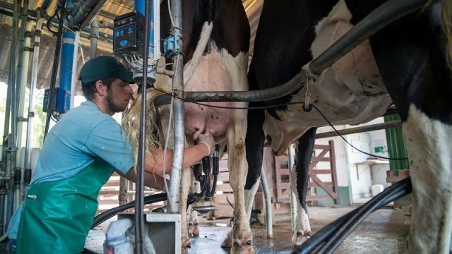 Evolución de la producción mundial de leche: sorprende el crecimiento de Australia