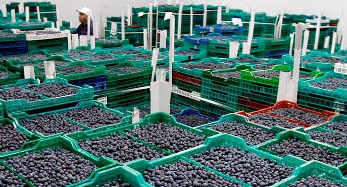 Repuntó algo la exportación argentina de arándanos, pero sigue en retirada, muy lejos de sus máximos históricos
