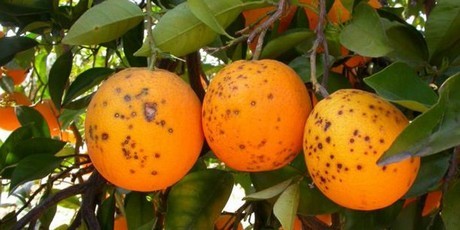 OMC: Sudáfrica solicita grupos especiales para examinar medidas de la UE que afectan importaciones de cítricos
