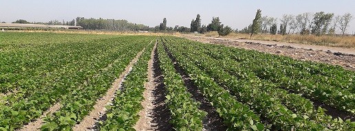 Nuevos Informativos: prevención de virosis aumenta el rendimiento en el cultivo de poroto