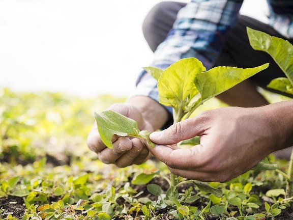 EFECTO IGLÚ: GOTAS DE AGUA PROTEGEN A LOS CULTIVOS DE LAS HELADAS EN EL SECTOR AGRÍCOLA