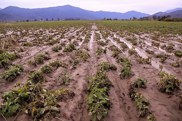 Ministro Valenzuela monitorea el grado de afectación agrícola en la RM: “Es más acotada que el año pasado, pero en algunos lugares golpeó y duro”