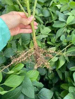 Acadian Plant Health lanza al mercado BioSwitch, tecnología a base de Ascophyllum nodosum, aliada de los agricultores contra el estrés climático
