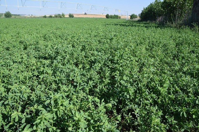 Presentan nueva variedad de alfalfa más tolerante a la sequía
