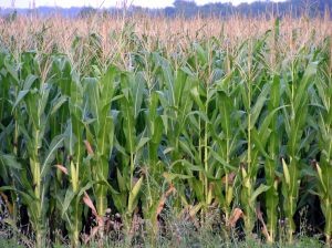 México prohibiría consumo y cultivo de trigo genéticamente modificado