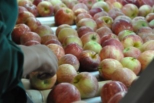 SAG inicia segundo periodo de postulación para la autorización de exportadoras de productos hortofrutícolas chilenos que deseen exportar a la Federación Rusa