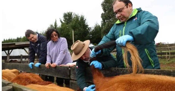Fedecarne valora trabajo intersectorial para erradicar la brucelosis bovina en Chile