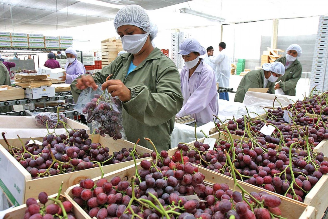 Perú se consolida como un agroexportador de clase mundial