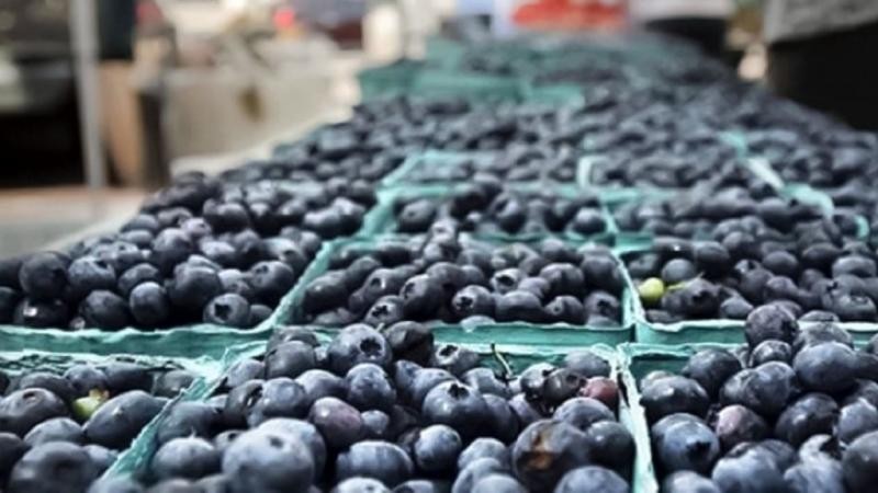 Perú: El 10% del volumen exportado de arándanos frescos en la campaña 2023/2024 corresponde a orgánicos