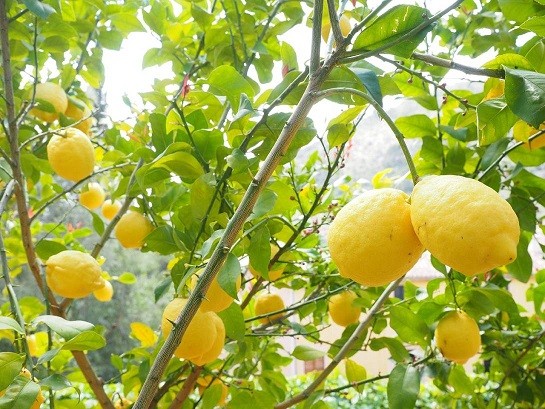 Chile: USDA proyecta que la producción de limón crecerá un 6,7% en la campaña 2023/24