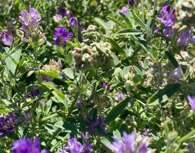 INIA lanza primera variedad de alfalfa de secano que destaca por su alta persistencia y potencial productivo
