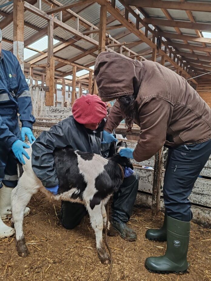 Profesionales de ganadería de INIA avanzan en certificación en bienestar animal