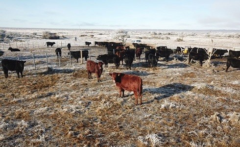 Agricultura llama al sector ganadero a estar preparado ante inviernos rigurosos