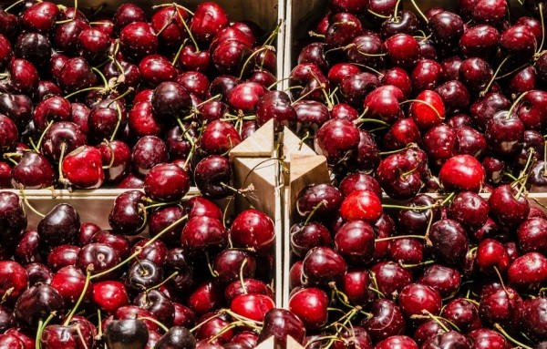 Michigan impulsan alza de producción de cerezas en EEUU