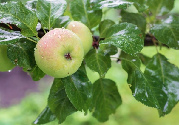 Reino Unido: agricultores afirman que las desastrosas cosechas de frutas y hortalizas deben ser una “llamada de atención”