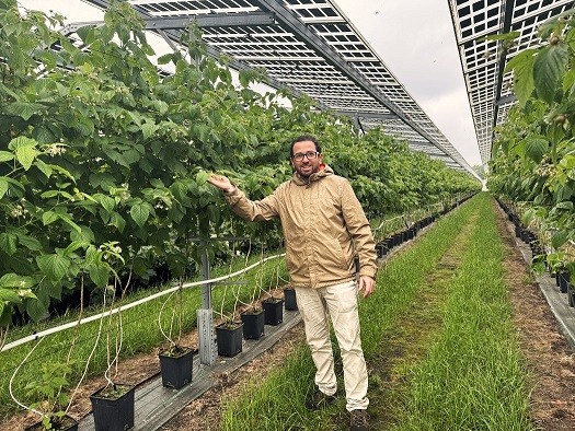 Incorporación de paneles agrofotovoltaicos podría resolver problemática de pérdida de suelos agrícolas