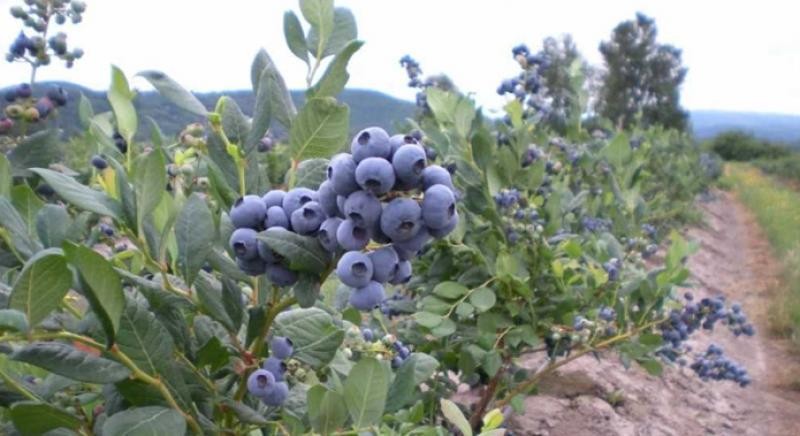 Perú: En 2023 existían 18.614 hectáreas de arándanos sembradas en nuestro país