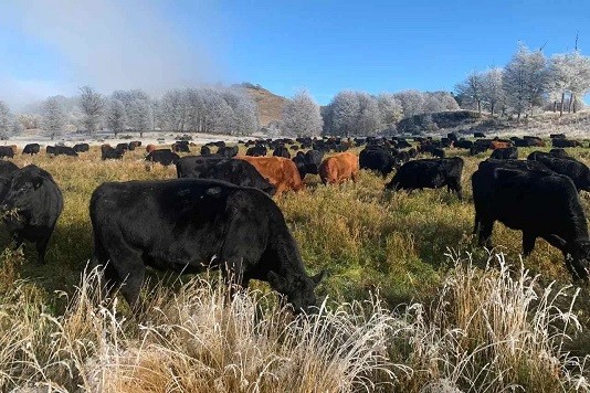 INIA implementa moderno equipamiento con miras a valorizar la producción ganadera de pastoreo