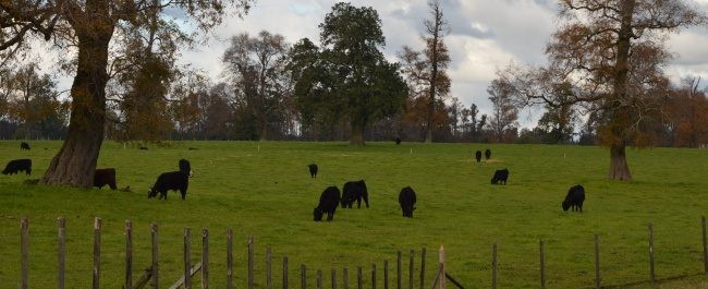 Ganadería Regenerativa: conservación del suelo, captura de carbono y desarrollo para la Agricultura Campesina en Chile