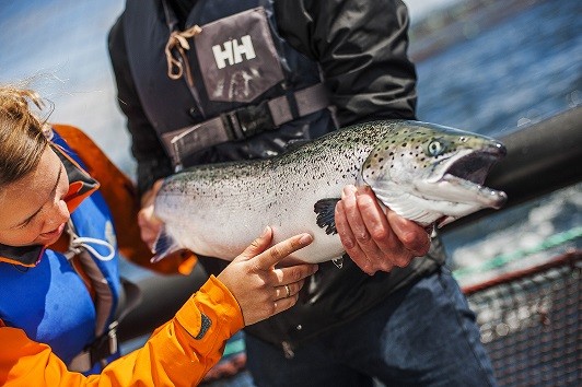 MSD Salud Animal completa la adquisición del negocio Aqua de Elanco