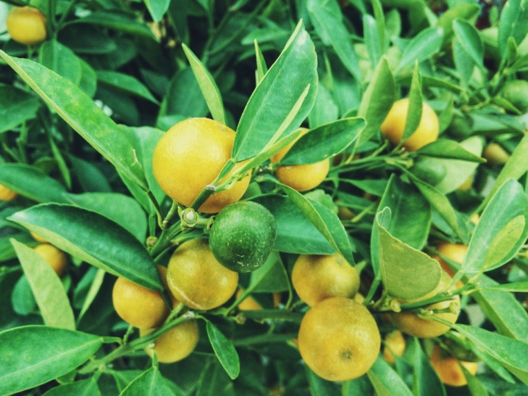 Chile: USDA proyecta que la producción de limón crecerá un 6,7% en la campaña 2023/24