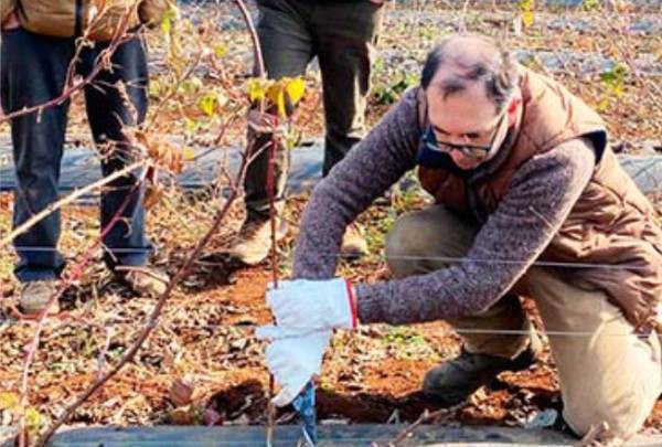 Indap asesora a productores de Ñuble que apostaron por la frambuesa