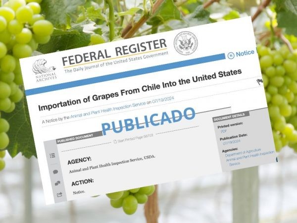 Fruteros celebran publicación de protocolo en Federal Register de EEUU: “Desde la próxima temporada enviaremos uvas chilenas sin fumigar a Estados Unidos”