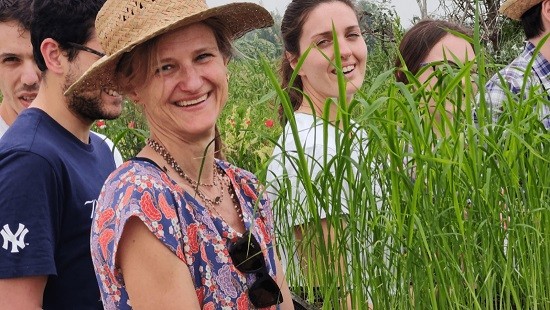 Italia autoriza ensayo de arroz editado genéticamente resistente a enfermedades