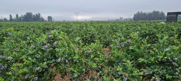 Las estrategias de Agroberries para consolidarse en la agricultura nacional e internacional