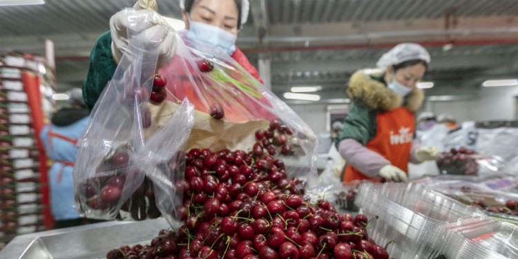 Así estamos: En lo que va del año Chile generó más divisas con las cerezas que Argentina con los embarques de trigo y cebada