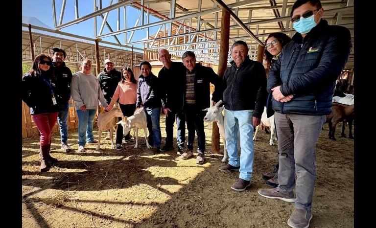 Lanzan nuevo seguro con subsidio estatal para ganadería caprina