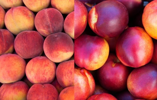 EEUU: Vietnam da acceso al mercado para duraznos y nectarines de California