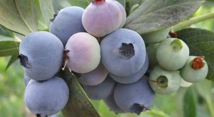 Arándanos: las heladas provocaron pérdidas en un 20% de la producción