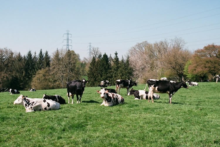 Coyuntura: Recepción nacional de leche sigue en alza al mes de mayo