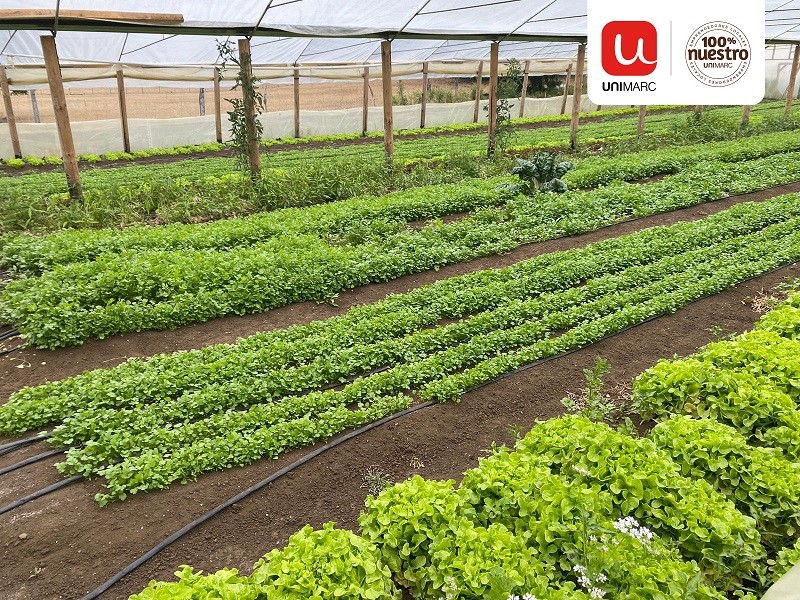 Alianza entre Unimarc e INDAP permite a más de 50 pequeños agricultores comercializar sus hortalizas en la cadena de supermercados