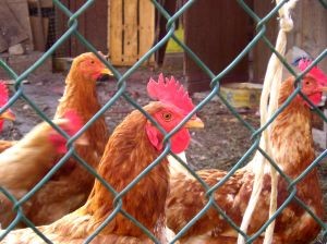 La FAO advierte de un Aumento Alarmante de Casos de Gripe Aviar en Asia y el Pacífico
