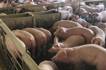 Rabobank ve signos positivos en el comercio de carne de cerdo