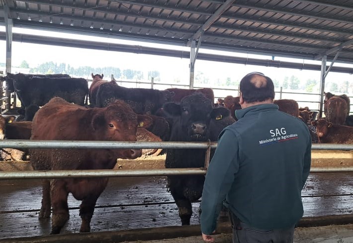 SAG LOS LAGOS HABILITA NUEVOS PREDIOS PARA EXPORTACIÓN DE CARNE BOVINA A LA UNIÓN EUROPEA