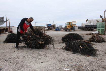 ProChile gestiona exportación de 26 mil kilos de algas con destino a China
