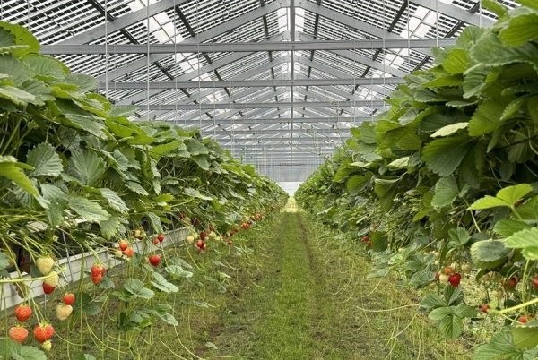 ¿Cómo resolver la pérdida de suelos agrícolas?