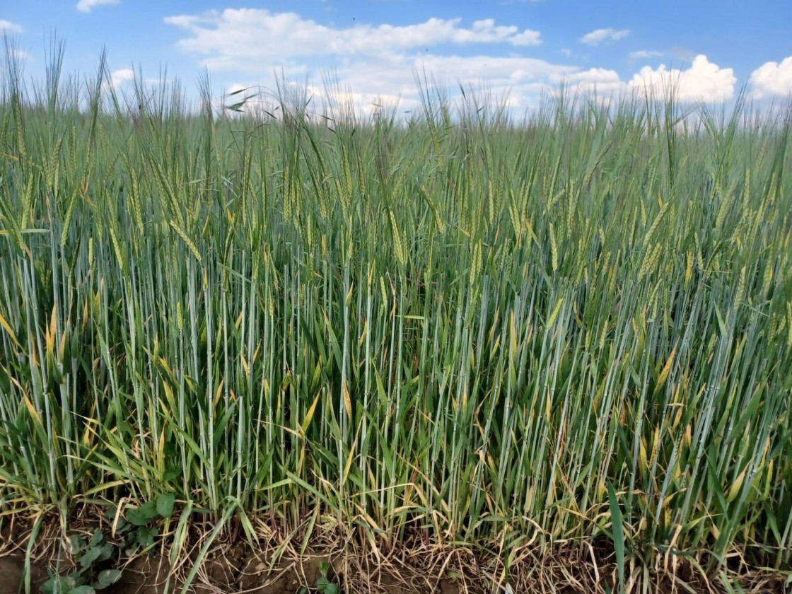 Las bajadas de los cereales hacen que el índice de precio de la FAO desciende 3,1% en julio de 2024