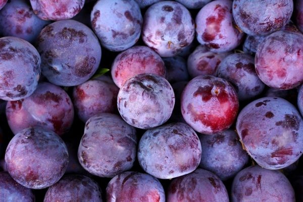 Chileprunes y Rising Sun Chile sellan acuerdo para entregar asesoría en la evaluación de proyectos y busca de fuentes de financiamiento a socios