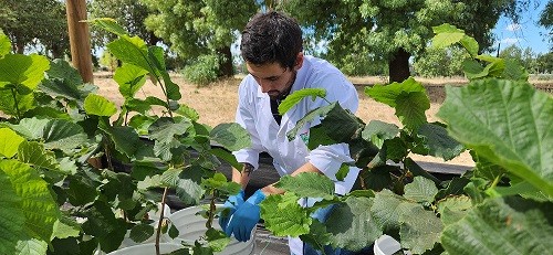 Últimos avances en el desarrollo y aplicaciones de bioinsumos para la agricultura llegan a Chillán