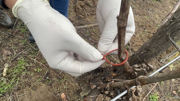 SAG Biobío comenzó entrega de emisores de confusión sexual predial a productores/as de vid y de arándanos