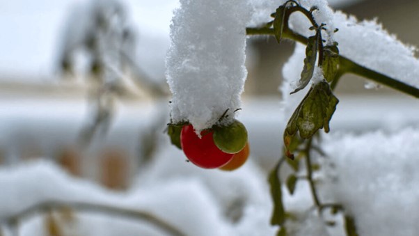 Científicos chinos avanzan en la obtención de tomate resistente al frío