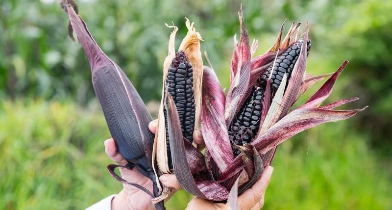 Perú: Crecen exportaciones de maíz morado y suman US$ 810 mil en el primer semestre de 2024