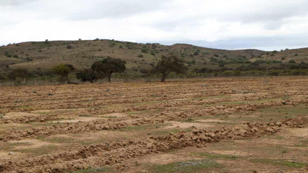 Permanecer en la agricultura bajo escasez de agua: experiencias con la forestación subsidiaria de CONAF en Coquimbo