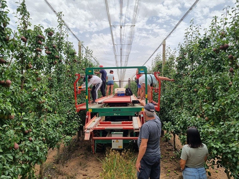 Innovación en frutales: gira técnica de productores chilenos a España mostró últimos avances en genética y sistemas de plantación